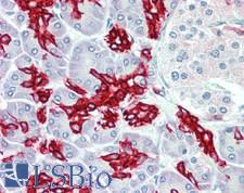 KRT19 / CK19 / Cytokeratin 19 Antibody - Human Pancreas: Formalin-Fixed, Paraffin-Embedded (FFPE), at a dilution of 1:200.