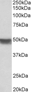 KRT20 / CK20 / Cytokeratin 20 Antibody - KRT20 antibody (0.03 ug/ml) staining of Human Colon lysate (35 ug protein in RIPA buffer). Primary incubation was 1 hour. Detected by chemiluminescence.