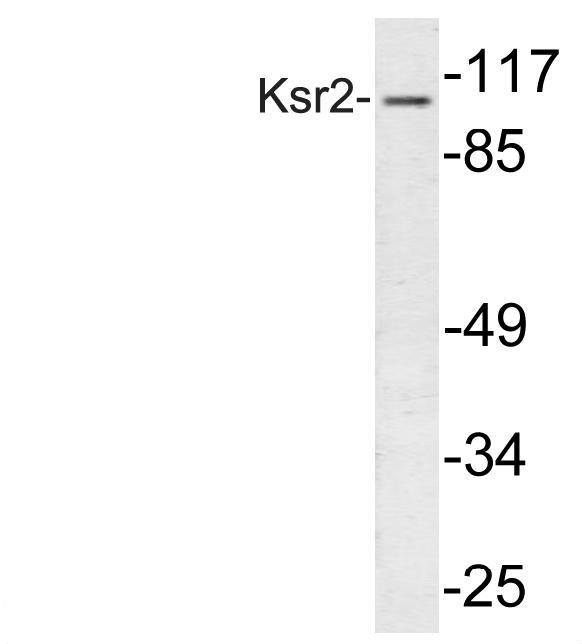 KSR2 Antibody - Western blot analysis of Ksr2 (I694)antibody in extracts from 293 cells.