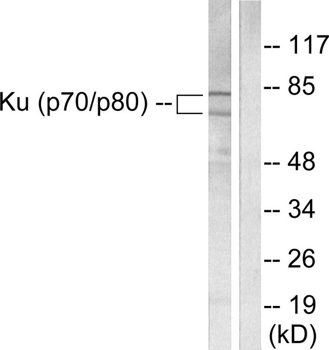 Ku70+Ku80 / XRCC6+XRCC5 Antibody - Western blot analysis of lysates from LOVO cells, using Ku70/80 Antibody. The lane on the right is blocked with the synthesized peptide.