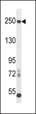 L1CAM Antibody - L1CAM Antibody western blot of mouse cerebellum tissue lysates (35 ug/lane). The L1CAM antibody detected the L1CAM protein (arrow).