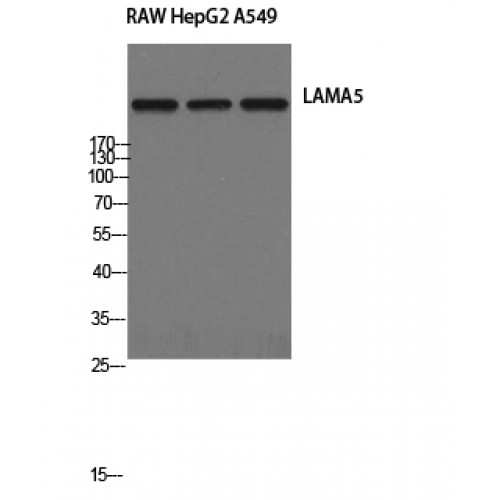 LAMA5 / Laminin Alpha 5 Antibody - Western blot of Laminin alpha-5 antibody