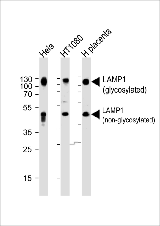 LAMP1 / CD107a Antibody - Western blot analysis of lysates from Hela,HT1080 cell line and human placenta tissue (from left to right),using LAMP1 Antibody (N-term). Anti-LAMP1 was diluted at 1:1000 at each lane. A goat anti-rabbit IgG H&L (HRP) at 1:5000 dilution was used as the secondary antibody. Lysates at 35ug per lane.