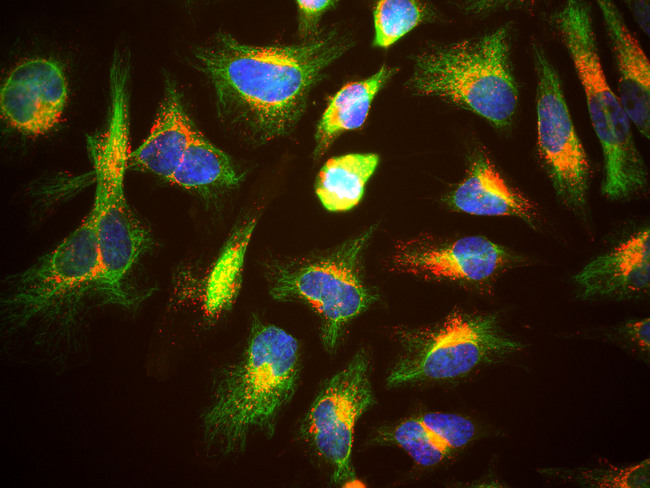 LAMP1 / CD107a Antibody - HeLa cells staining with CD107a / LAMP1 antibody (red), and counterstained with chicken polyclonal antibody to Vimentin (green) and DNA (blue). The CD107a / LAMP1 antibody antibody reveals strong punctate cytoplasmic staining corresponding to lysosomes and late endosomes, while the Vimentin antibody reveals cytoplasmic intermediate filaments.