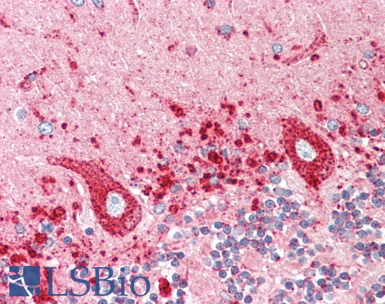 LAMP1 / CD107a Antibody - Anti-LAMP1 / CD107a antibody IHC staining of human brain, cerebellum. Immunohistochemistry of formalin-fixed, paraffin-embedded tissue after heat-induced antigen retrieval. Antibody concentration 10 ug/ml.