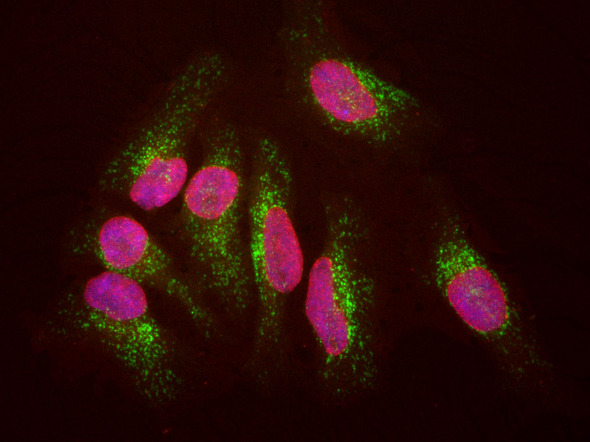 LAMP1 / CD107a Antibody - HeLa cells staining with CD107a / LAMP1 antibody (green), and counterstained with chicken polyclonal antibody to Lamin A/C (red) and DNA (blue). The CD107a / LAMP1 antibody antibody reveals strong cytoplasmic staining of lysosomes and early endosomes, while the Lamin A/C antibody binds to the nuclear lamina. Since both DNA (blue) and Lamin A/C (red) are associated with the nuclear compartment, this region appears crimson in this image.