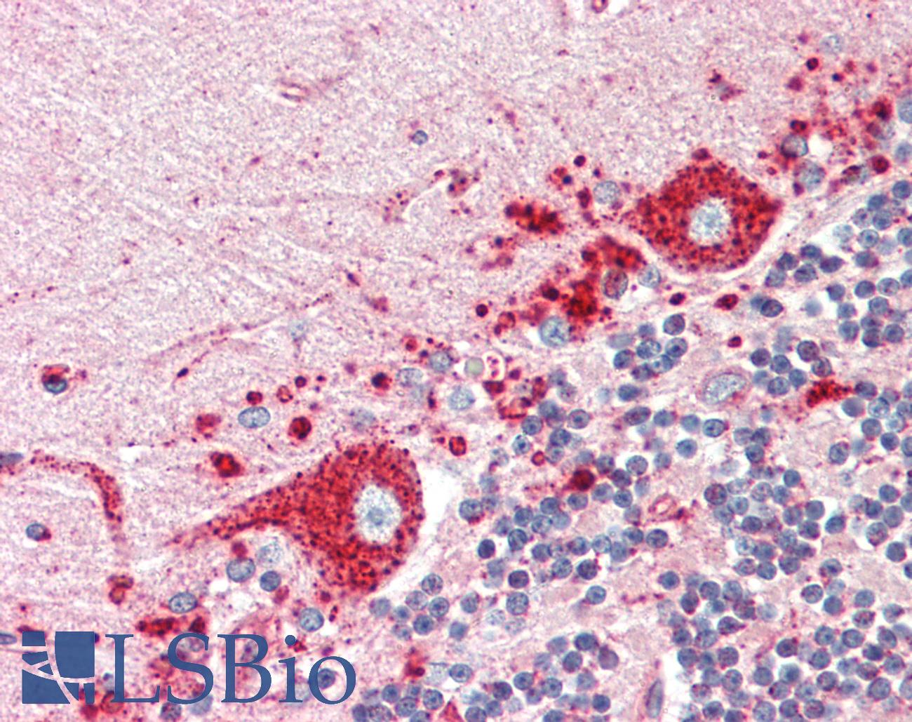 LAMP1 / CD107a Antibody - Anti-LAMP1 / CD107a antibody IHC staining of human brain, cerebellum. Immunohistochemistry of formalin-fixed, paraffin-embedded tissue after heat-induced antigen retrieval. Antibody dilution 1:50.