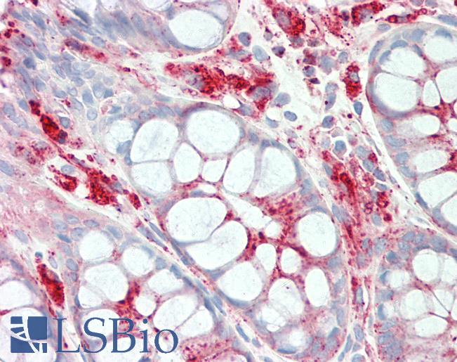 LAMP1 / CD107a Antibody - Anti-LAMP1 / CD107a antibody IHC staining of human colon. Immunohistochemistry of formalin-fixed, paraffin-embedded tissue after heat-induced antigen retrieval. This image was taken for the unmodified form of this product. Other forms have not been tested.