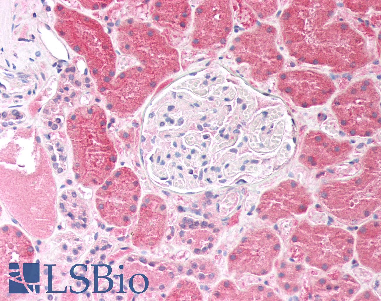 LAP3 Antibody - Human Kidney: Formalin-Fixed, Paraffin-Embedded (FFPE)