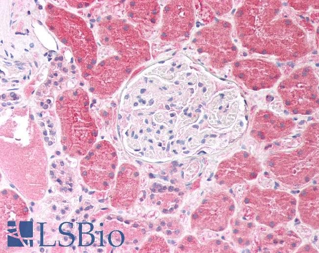 LAP3 Antibody - Human Kidney: Formalin-Fixed, Paraffin-Embedded (FFPE)