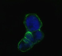 LCN1 / Lipocalin-1 Antibody - Confocal immunofluorescence of methanol-fixed HEK293 cells transfected with LCN1-hIgGFc using LCN1 mouse monoclonal antibody(green), showing membrane localization. Blue: DRAQ5 fluorescent DNA dye.