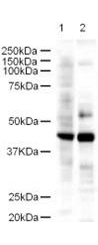 LDB2 Antibody - Anti-LDB2 Antibody - Western Blot. Western blot of Affinity Purified anti-LDB2 antibody shows detection of a 43-kD band corresponding to LDB2 in a lysates prepared from human kidney (lane 1) and mouse spleen (lane 2) tissues. Approximately 18 ug of lysate was run on a SDS-PAGE and transferred onto nitrocellulose followed by reaction with a 1:500 dilution of anti-LDB2 antibody. Detection occurred using a 1:5000 dilution of HRP-labeled Goat anti-Rabbit IgG for 1 hour at room temperature. A chemiluminescence system was used for signal detection (Roche) using a 1 min exposure time.