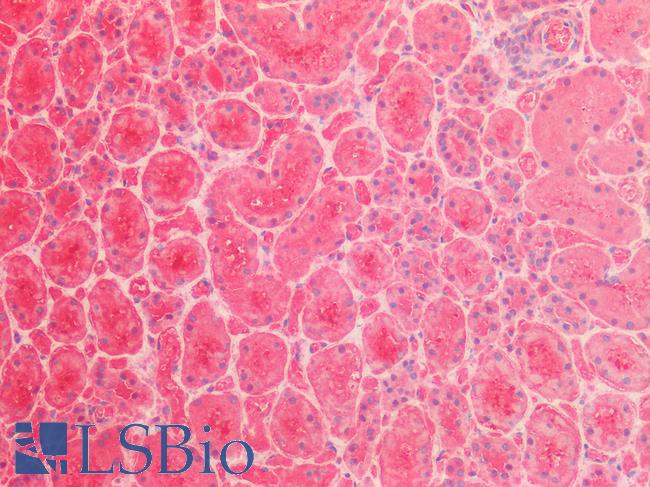 LDHB / Lactate Dehydrogenase B Antibody - Human Kidney: Formalin-Fixed, Paraffin-Embedded (FFPE)