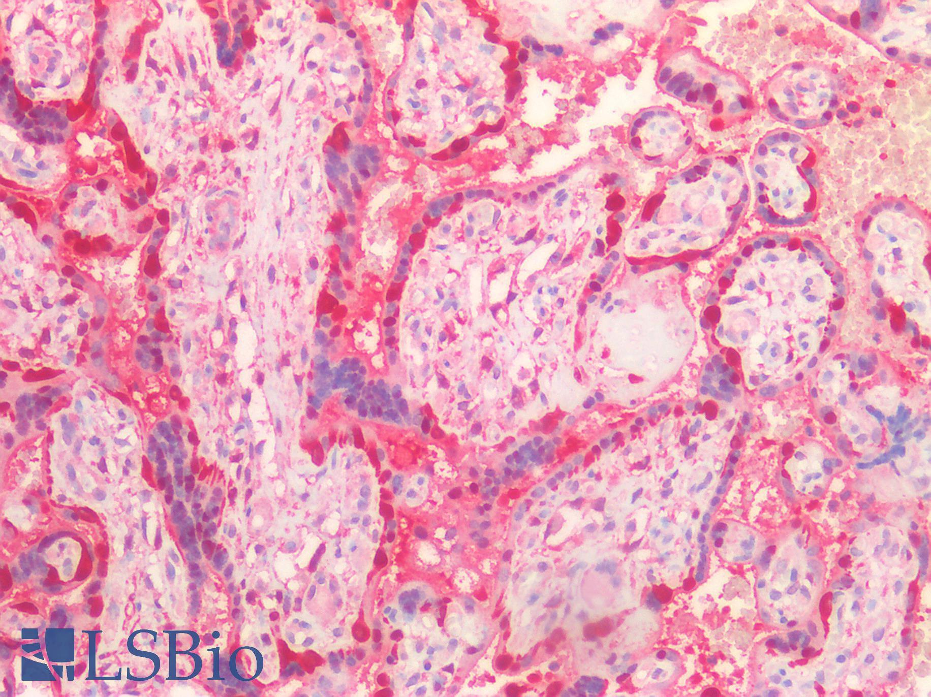 LDHB / Lactate Dehydrogenase B Antibody - Human Placenta: Formalin-Fixed, Paraffin-Embedded (FFPE)