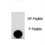 LEO1 Antibody - Dot blot of anti-Phospho-LEO1-pS10 Antibody on nitrocellulose membrane. 50ng of Phospho-peptide or Non Phospho-peptide per dot were adsorbed. Antibody working concentrations are 0.5ug per ml.