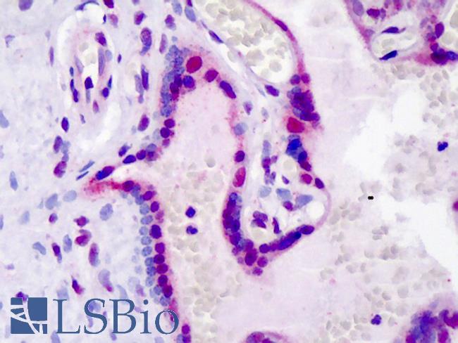 LEO1 Antibody - Anti-LEO1 antibody IHC of human placenta. Immunohistochemistry of formalin-fixed, paraffin-embedded tissue after heat-induced antigen retrieval. Antibody concentration 5 ug/ml.