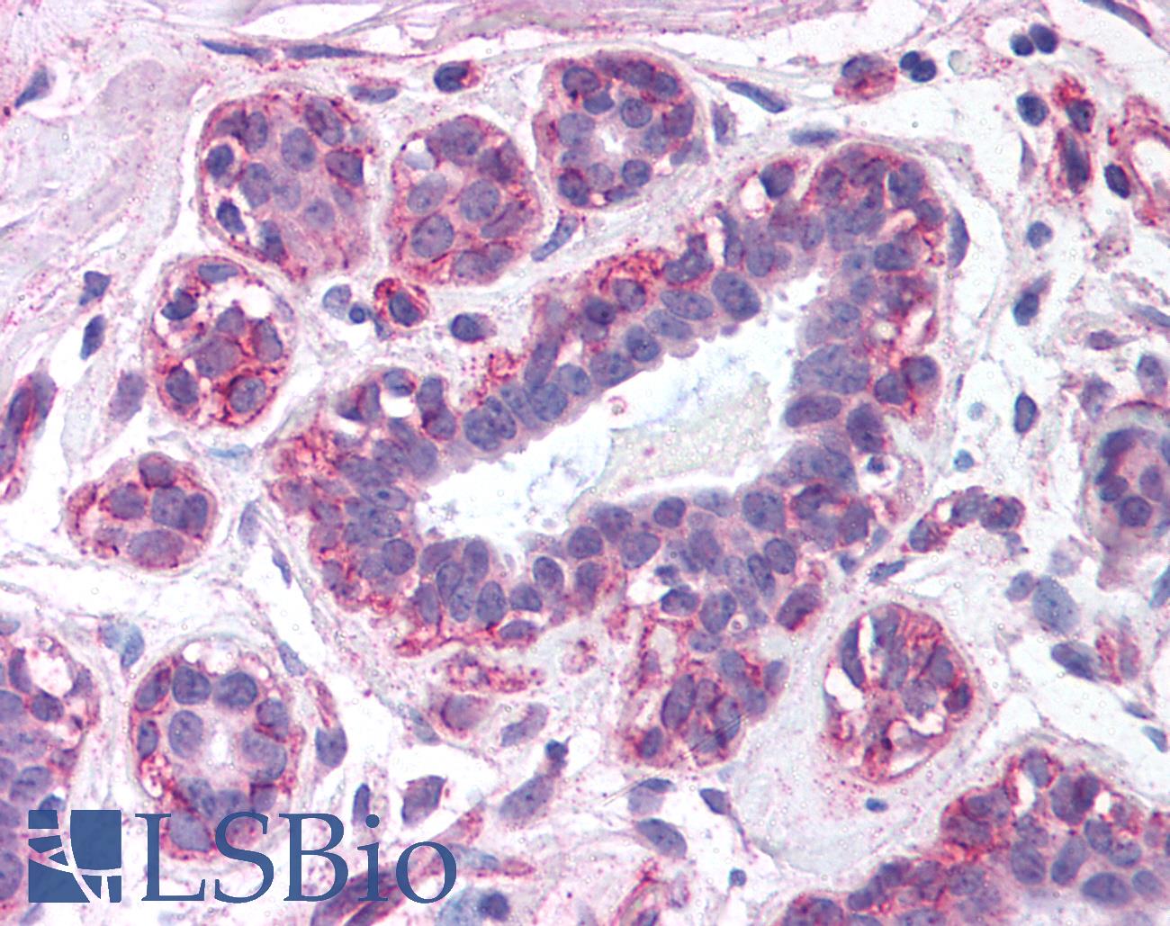 Leptin Antibody - Anti-LEP / Leptin antibody IHC of human breast. Immunohistochemistry of formalin-fixed, paraffin-embedded tissue after heat-induced antigen retrieval. Antibody concentration 5 ug/ml.