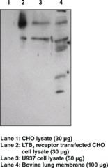 Leukotriene B4 Receptor / BLT1 Antibody - Western blot of Leukotriene B4 Receptor / BLT1 antibody.