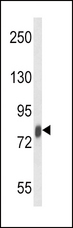 LF / LTF / Lactoferrin Antibody - Western blot of LTF Antibody in mouse spleen tissue lysates (35 ug/lane). LTF (arrow) was detected using the purified antibody.