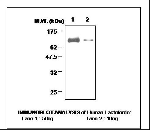 LF / LTF / Lactoferrin Antibody