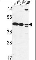 LFNG / Lunatic Fringe Antibody - LFNG Antibody western blot of HL-60,K562,HeLa cell line lysates (35 ug/lane). The LFNG antibody detected the LFNG protein (arrow).