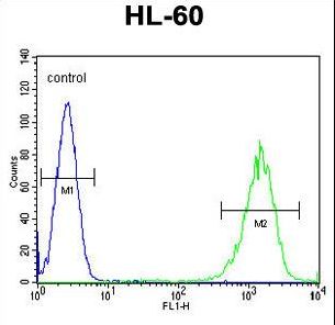 LFNG / Lunatic Fringe Antibody - LFNG Antibody flow cytometry of HL-60 cells (right histogram) compared to a negative control cell (left histogram). FITC-conjugated goat-anti-rabbit secondary antibodies were used for the analysis.