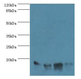 LGALS1 / Galectin 1 Antibody - Western blot. All lanes: Galectin-1 antibody at 2 ug/ml. Lane 1: HL-60 whole cell lysate Lane 2: K562 whole cell lysate Lane 3: NIH3T3 whole cell lysate Lane 4: HepG2 whole cell lysate. Secondary antibody: goat polyclonal to rabbit at 1:10000 dilution.  This image was taken for the unconjugated form of this product. Other forms have not been tested.