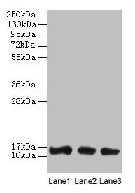 LGALS1 / Galectin 1 Antibody - Western blot All lanes: Galectin-1 antibody at 2µg/ml Lane 1: HL60 whole cell lysate Lane 2: K562 whole cell lysate Lane 3: NIH/3T3 whole cell lysate Lane 4: HepG2 whole cell lysate Secondary Goat polyclonal to rabbit IgG at 1/10000 dilution Predicted band size: 15 kDa Observed band size: 15 kDa