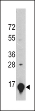 LGALS1 / Galectin 1 Antibody - Western blot of GLT Monoclonal Antibody in A375 cell line lysates. GLT (arrow) was detected using the ascites antibody. (dilution 1:1000)