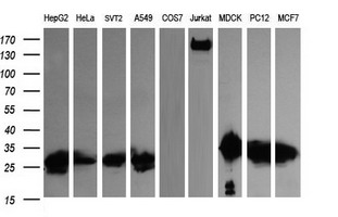 LGALS3 / Galectin 3 Antibody - Western blot of extracts (35 ug) from 9 different cell lines by using anti-LGALS3 monoclonal antibody (HepG2: human; HeLa: human; SVT2: mouse; A549: human; COS7: monkey; Jurkat: human; MDCK: canine; PC12: rat; MCF7: human).
