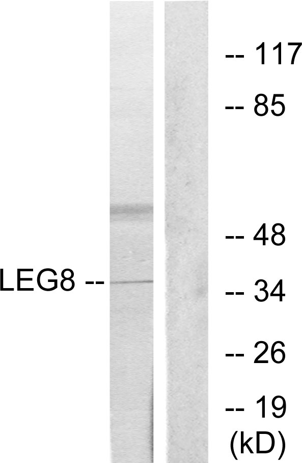 LGALS8 / Galectin 8 Antibody - Western blot analysis of lysates from NIH/3T3 cells, using LEG8 Antibody. The lane on the right is blocked with the synthesized peptide.