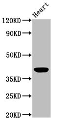 LGALS9 / Galectin 9 Antibody - Western Blot Positive WB detected in: Mouse heart tissue All lanes: LGALS9 antibody at 3µg/ml Secondary Goat polyclonal to rabbit IgG at 1/50000 dilution Predicted band size: 40, 36, 35, 27, 26, 39 kDa Observed band size: 40 kDa