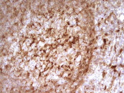 LGALS9 / Galectin 9 Antibody - IHC of paraffin-embedded Human tonsil using anti-LGALS9 mouse monoclonal antibody. (Heat-induced epitope retrieval by 1 mM EDTA in 10mM Tris, pH8.5, 120°C for 3min).