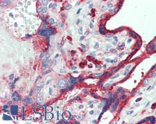 LGMN / Legumain Antibody - Human Placenta: Formalin-Fixed, Paraffin-Embedded (FFPE)