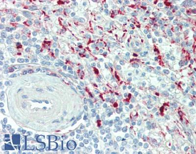 LGMN / Legumain Antibody - Human Spleen: Formalin-Fixed, Paraffin-Embedded (FFPE)
