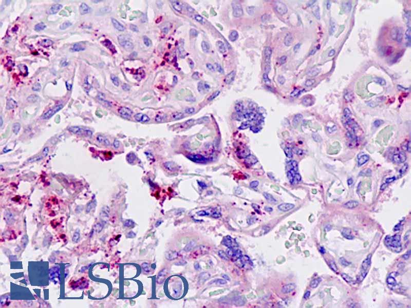 LGMN / Legumain Antibody - Anti-LGMN / Legumain antibody IHC staining of human placenta. Immunohistochemistry of formalin-fixed, paraffin-embedded tissue after heat-induced antigen retrieval.