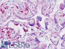 LGMN / Legumain Antibody - Anti-LGMN / Legumain antibody IHC staining of human placenta. Immunohistochemistry of formalin-fixed, paraffin-embedded tissue after heat-induced antigen retrieval.