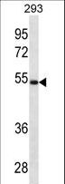 LGMN / Legumain Antibody - LGMN Antibody western blot of 293 cell line lysates (35 ug/lane). The LGMN antibody detected the LGMN protein (arrow).
