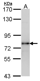 LHCGR / LHR / LH Receptor Antibody - Sample (30 ug of whole cell lysate). A: H1299. 7.5% SDS PAGE. LHR antibody. LHR / LH Receptor antibody diluted at 1:1000.