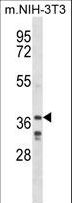 LHX6 Antibody - LHX6 Antibody western blot of mouse NIH-3T3 cell line lysates (35 ug/lane). The LHX6 antibody detected the LHX6 protein (arrow).