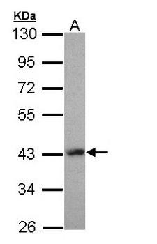 LHX8 Antibody - Sample (30 ug of whole cell lysate). A: Molt-4. 10% SDS PAGE. LHX8 antibody diluted at 1:5000