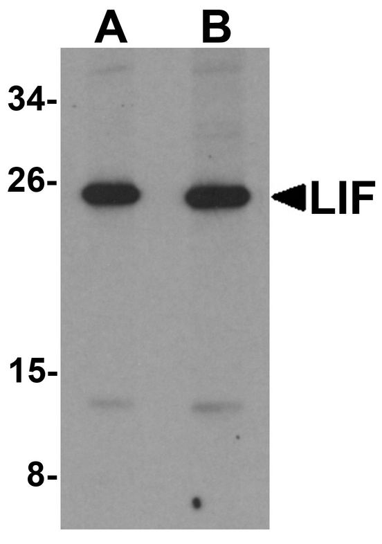 LIF Antibody - Western blot analysis of LIF in 3T3 cell lysate with LIF antibody at (A) 1 and (B) 2 ug/ml.