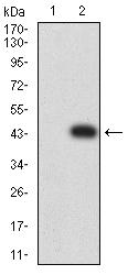 LILRB2 / ILT4 Antibody - Western blot analysis using LILRB2 mAb against HEK293 (1) and LILRB2 (AA: 51-184)-hIgGFc transfected HEK293 (2) cell lysate.