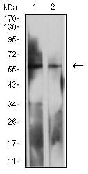 LILRB2 / ILT4 Antibody - Western blot analysis using LILRB2 mouse mAb against MOLT4 (1) and K562 (2) cell lysate.