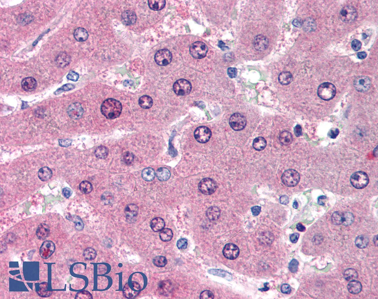 LIME1 / LIME Antibody - Anti-LIME1 / LIME antibody IHC of human liver. Immunohistochemistry of formalin-fixed, paraffin-embedded tissue after heat-induced antigen retrieval. Antibody concentration 10 ug/ml.