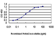 LIMK1 / LIMK Antibody - Detection limit for recombinant GST tagged LIMK1 is approximately 0.03 ng/ml as a capture antibody.