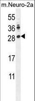 LIN28A / LIN28 Antibody - LIN28A Antibody western blot of mouse Neuro-2a cell line lysates (35 ug/lane). The LIN28A antibody detected the LIN28A protein (arrow).