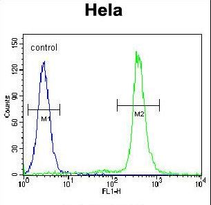 LIN28A / LIN28 Antibody - LIN28A Antibody flow cytometry of HeLa cells (right histogram) compared to a negative control cell (left histogram). FITC-conjugated goat-anti-rabbit secondary antibodies were used for the analysis.