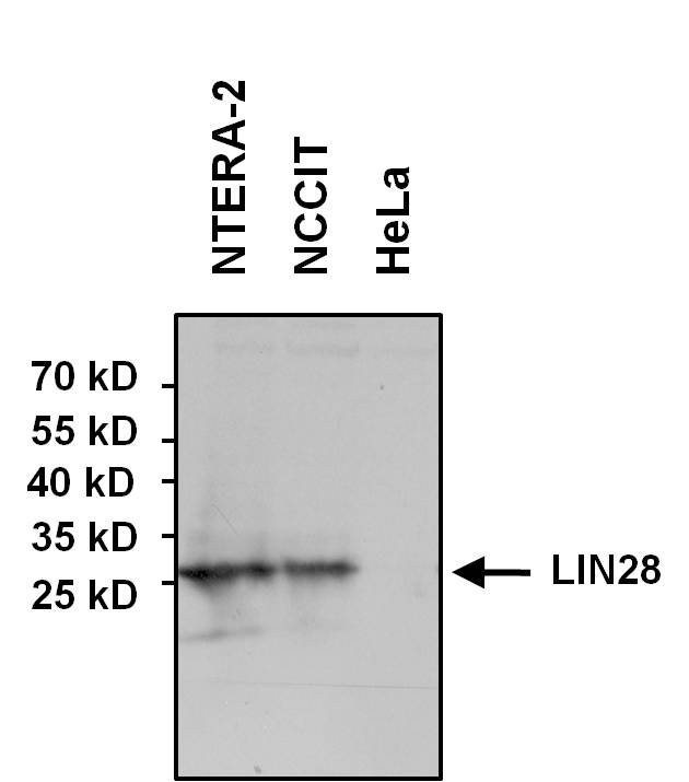 LIN28A / LIN28 Antibody - WB using LIN28 Antibody
