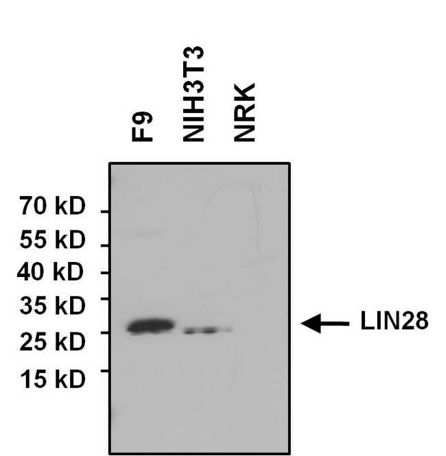 LIN28A / LIN28 Antibody - WB using LIN28 Antibody